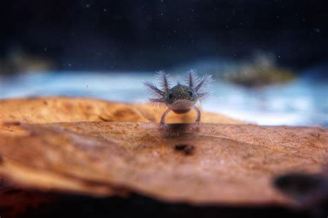 [Ambystoma mexicanum, Axolotl, Water Dragon] I love this shot and one of my dark melanoids. 🖤 ...