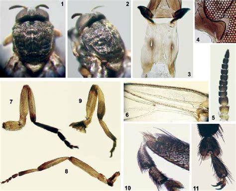 scutum, dorsal view. Fig. 2: scutum, dorso-lateral view. | Download ...