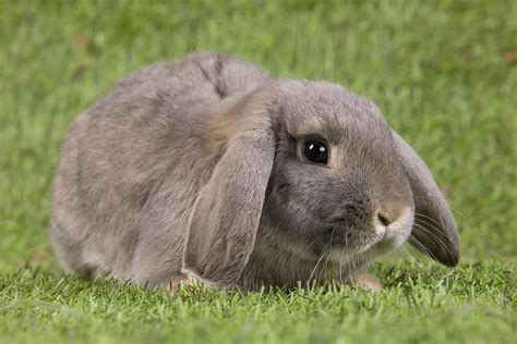 Dwarf Lop Rabbit Photograph by Jean-Michel Labat - Pixels