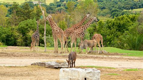 Africam Safari in Puebla, Puebla | Expedia