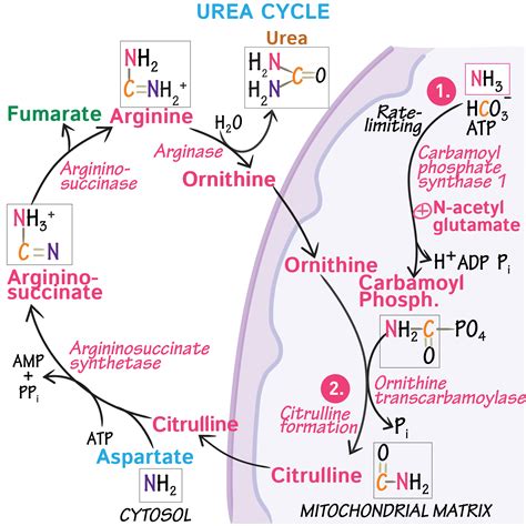 Urea Cycle Medical Coding Study Smarter Urea Cycle