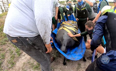 Stranded manatee rescued from canal near Moore Haven • The Seminole Tribune