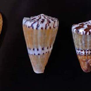 The cone snail species used in the present study (from left): Conus ...