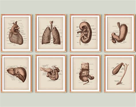 Anatomical Organs Medical Poster Set Human Anatomy Art Print Anatomical ...