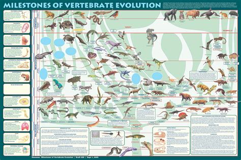 Evolution Chart Of Animals
