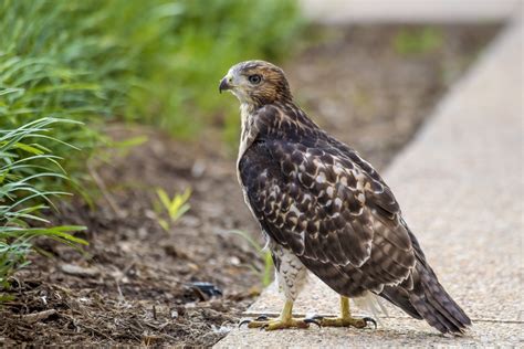 Red-Tailed Hawk: The Most Misidentified Bird in North America