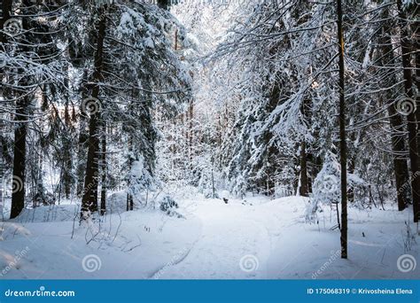 Beautiful Winter Scenery with Forest Full of Trees Covered Snow Stock Image - Image of hill ...