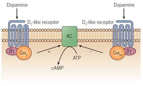 Dopamine Receptors D1 D2