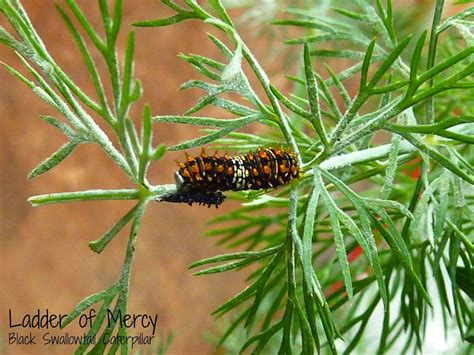 Ladder of Mercy: Black Swallowtail Caterpillars