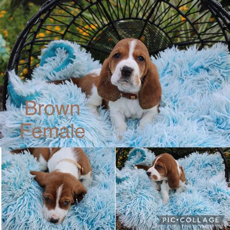 Basset Hound Puppies - Basset Hound Breeders and Information