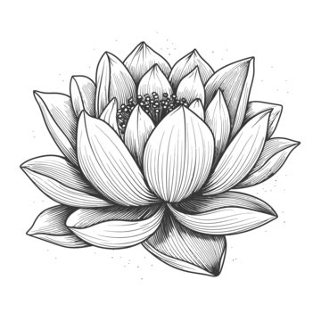 Realistic Lotus Outline PNG Transparent Images Free Download | Vector ...