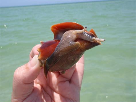 conch | Fighting Conch | Fighting conch, Florida, Conch snail