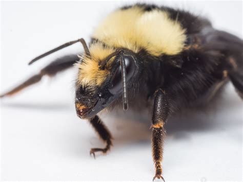 Bee Spotlight: Yellow-Faced Bumblebee — Bee & Bloom