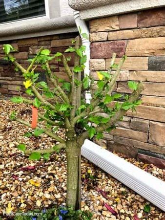 Pruning Hibiscus: How And When To Prune Hibiscus For Best Growth