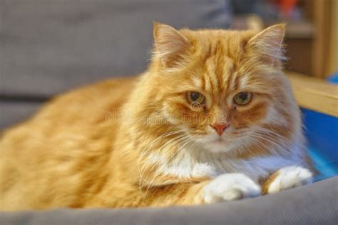 Orange fur cat stock photo. Image of looking, flufy - 143999414