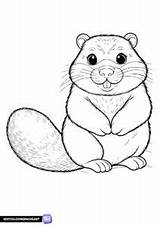 Groundhog coloring Sheet  Free Printable Pages sketch template