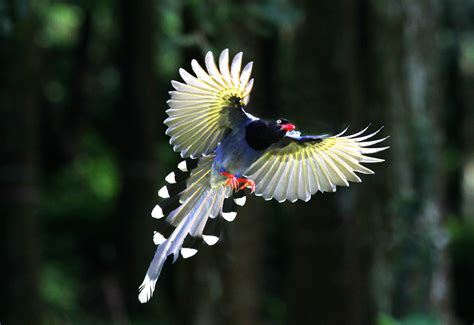 Taiwan Blue Magpie (Urocissa caerulea) | Beautiful birds, Bird, Pet birds