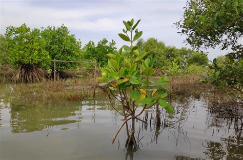 As threats increase, community’s effort to save Pulicat lake continues