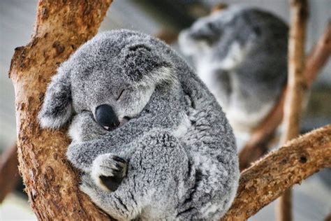 36,350 BEST Cute Koala IMAGES, STOCK PHOTOS & VECTORS | Adobe Stock