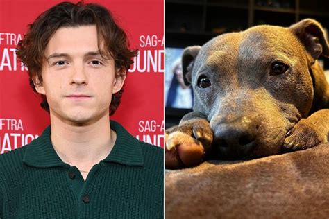 Tom Holland Remembers His Late Dog Tessa: 'Missing My Lady'