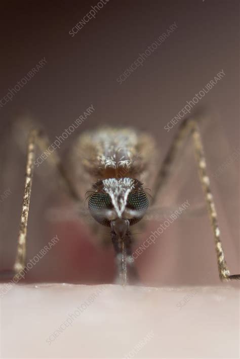 Anopheles stephensi - Stock Image - C026/4807 - Science Photo Library