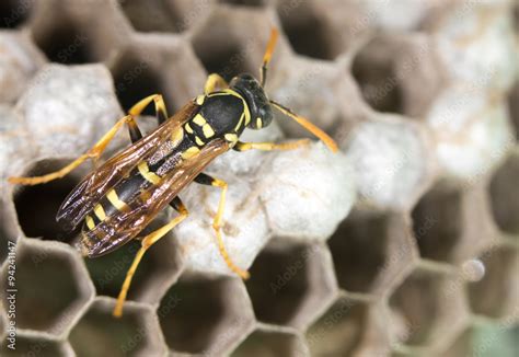 wasp on hives Stock Photo | Adobe Stock