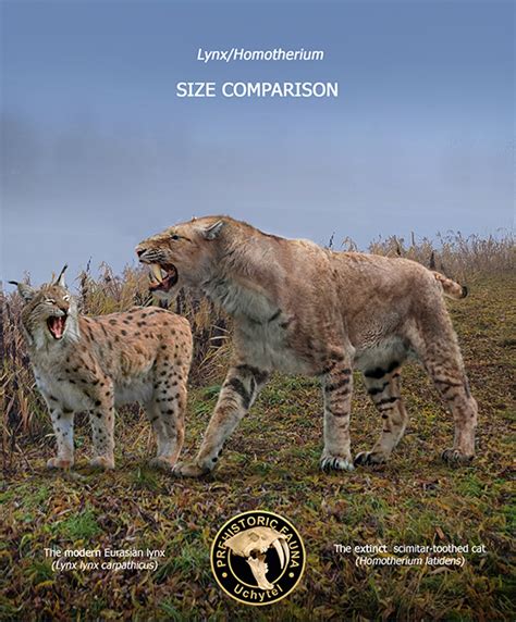 Homotherium and lynx (size comparison) by Rom-u on DeviantArt