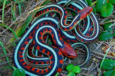 California red-sided garter snake facts (Are they poisonous?) | ExoPetGuides