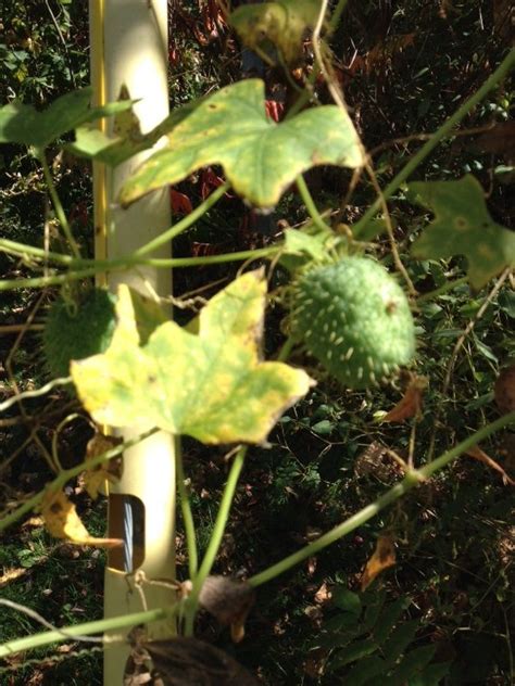 Wild Cucumber - http://www.gardenanswers.com/annuals/wild-cucumber/ Dried Flower Arrangements ...