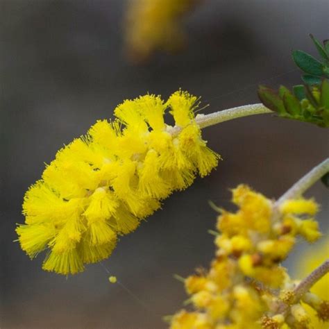 Dwarf Wattle Seeds (Acacia drummondii drummondii)