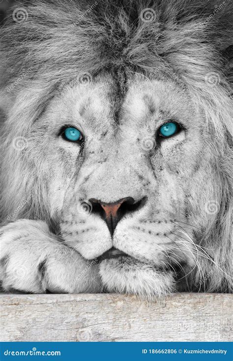 Lion Albino with Blue Eyes Close-up Stock Photo - Image of creature, closeup: 186662806