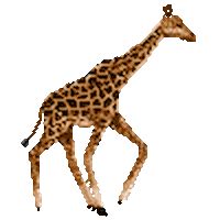 Giraffes ~ New Ideas/Items