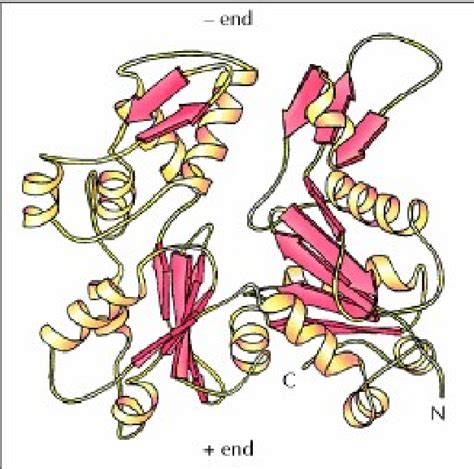 Assembly and structure of actin filaments (A) Actin monomers (G actin ...