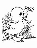 Bunny And Ducky Coloring Pages sketch template
