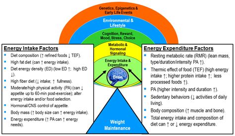 Nutrients | Free Full-Text | Dynamic Energy Balance: An Integrated ...