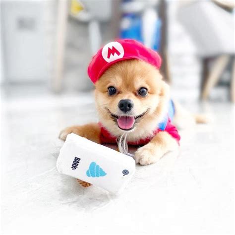 6 Cutest Dog Instagram Accounts to Follow (Local Edition)!