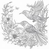 Birds Coloring Pages  Mimi Panda sketch template