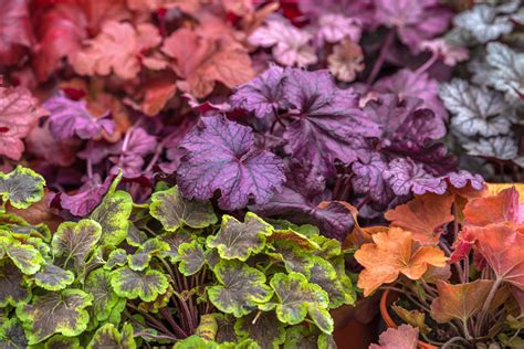 10 Best Varieties of Heuchera