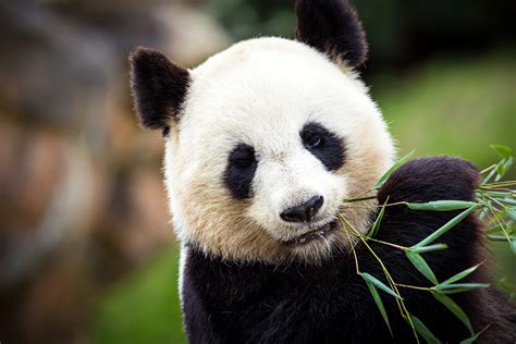 Il panda gigante (Ailuropoda melanoleuca)