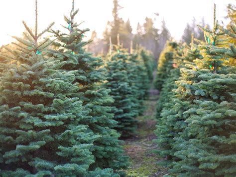 10 Christmas Tree Farms Where You Can Actually Get Married