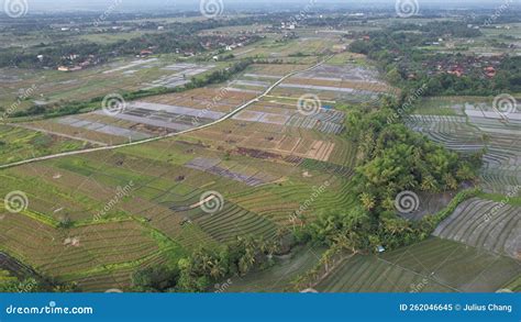 The Bali Terrace Rice Fields Stock Image - Image of hillside, greenery ...