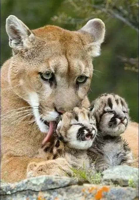 Pin by Jack Lavelle on Big cat family | Wild cats, Animals beautiful ...