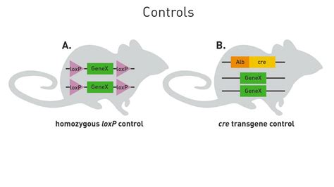 Most efficient breeding scheme for generating Cre lox tissue-specific or inducible knockouts