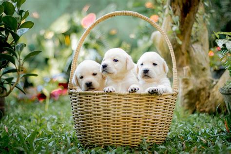 Puppies in a Basket · Free Stock Photo