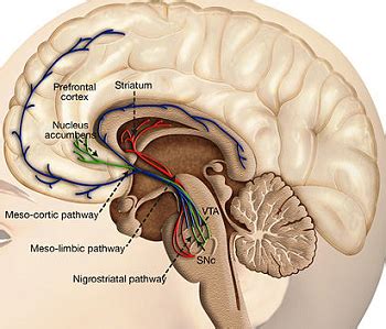 Dopamine Reward System | Pathway, Simulation & Effects | Study.com