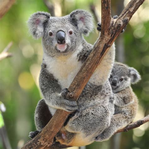 Koala Bear Interesting and Amazing All Basic Facts | Animals Lover