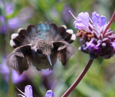 When Do Hummingbirds Come Back to Missouri? - Hummingbirds Info