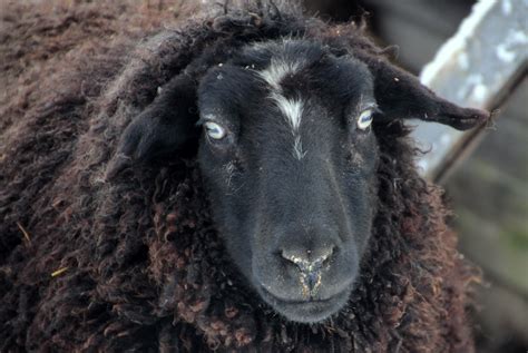 Free Images : mammal, black, wool, fauna, close up, sheep face, goats, animals, head, vertebrate ...