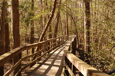 congaree-national-park-images