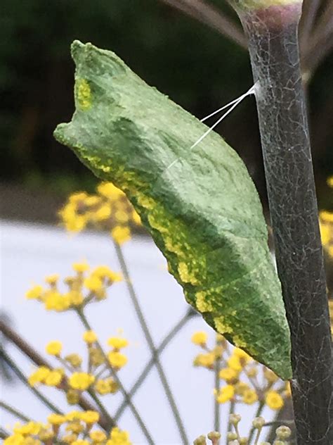 Eastern Black Swallowtail Chrysalis | Director's Blog